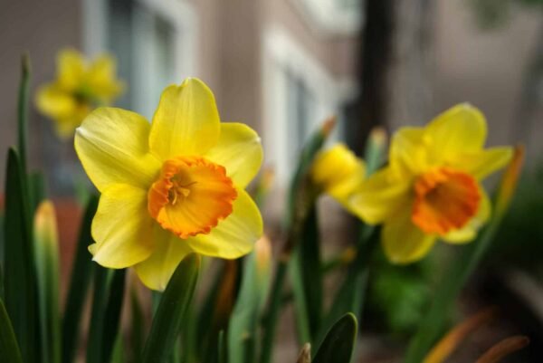 Daffodils - Görsel 5