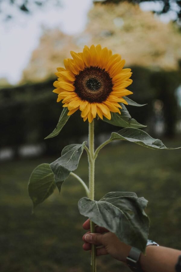 Sunflower - Görsel 4