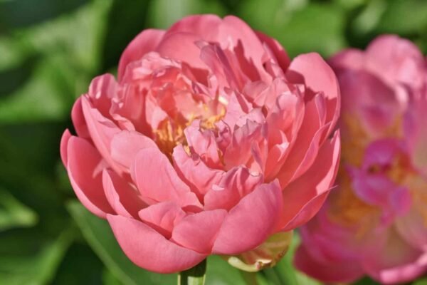 Peonie Bundle - Görsel 4