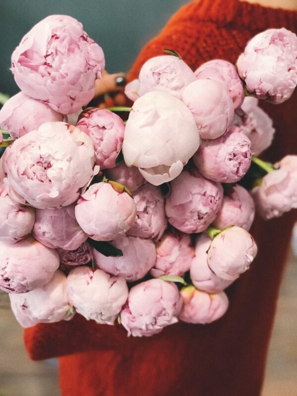 Peonie Bundle